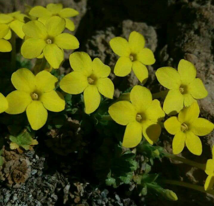 عروس سنگ صخره زی